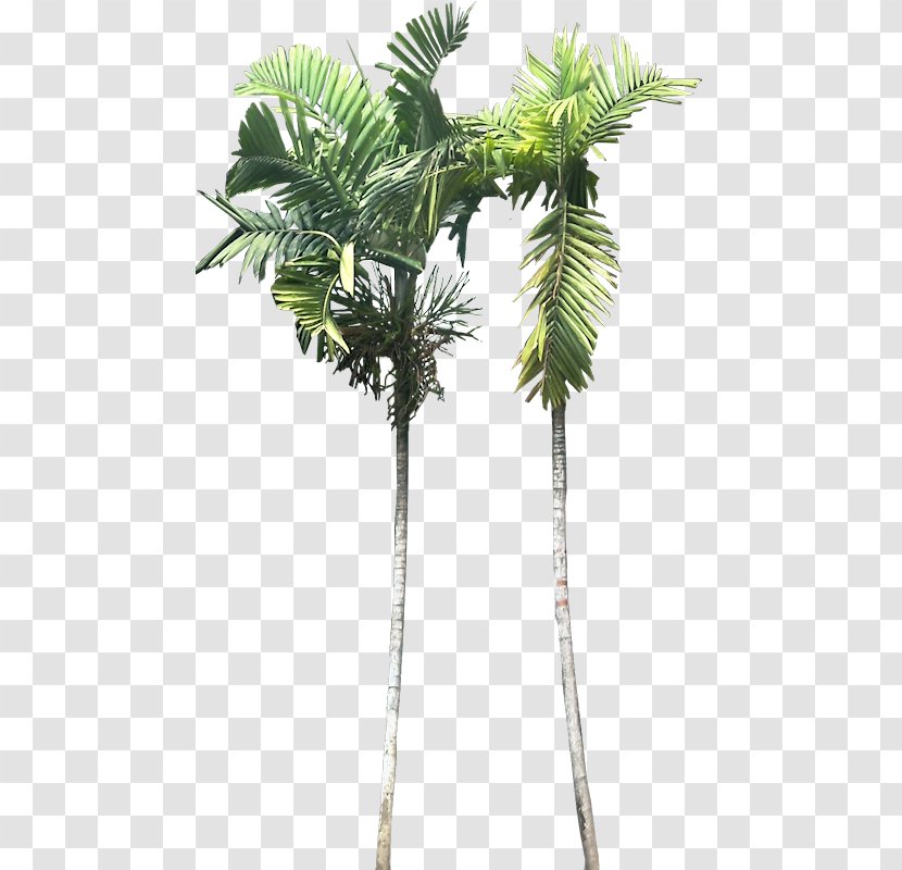 Asian Palmyra Palm Ptychosperma Macarthurii Babassu Plant Areca - Coconut Transparent PNG