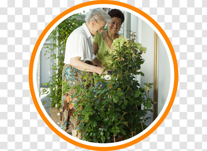 Nursing Center St. Anna House Tree Shrub Chapel - Plant Transparent PNG