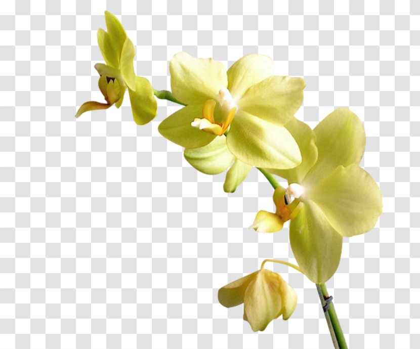 Moth Orchids Yellow Flower - Orchid Transparent PNG