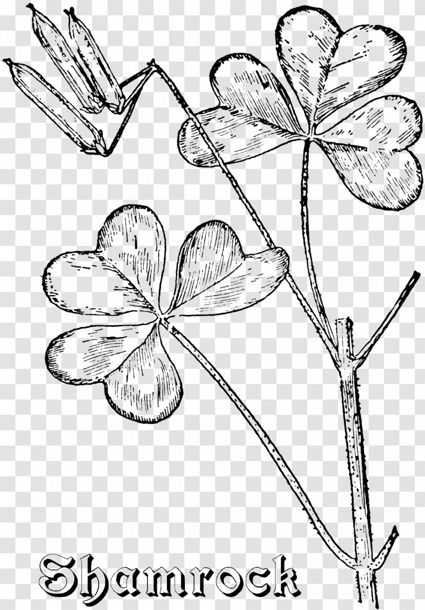Floral Design Cut Flowers Leaf Symmetry Pattern - Clover Coloring Page Transparent PNG