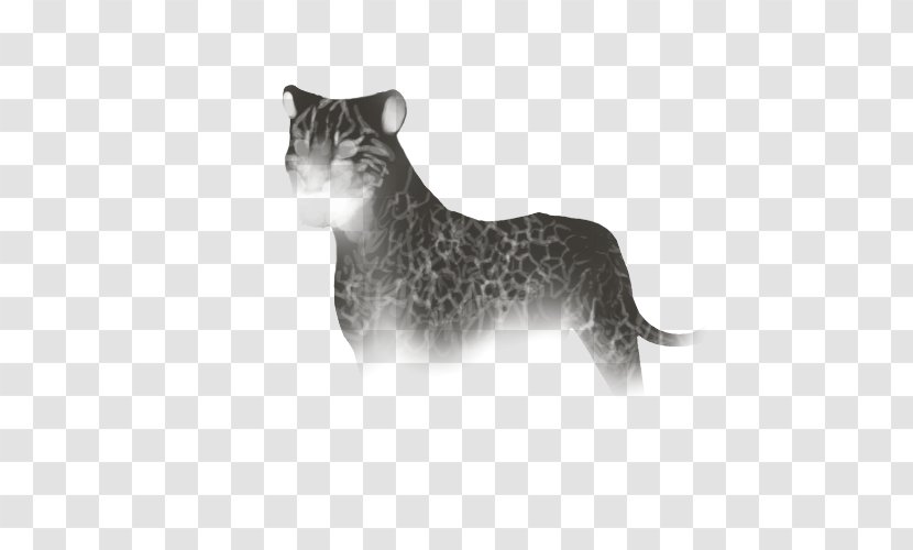 Cat Whiskers Felidae Lion Hyena - Small To Medium Sized Cats Transparent PNG