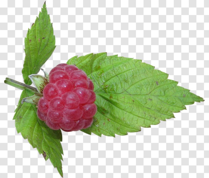 Cloudberry Raspberry Boysenberry Auglis Loganberry Transparent PNG