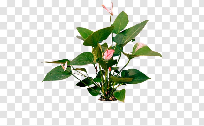 Cut Flowers Beach Rose Flowerpot - Tree - Flower Transparent PNG