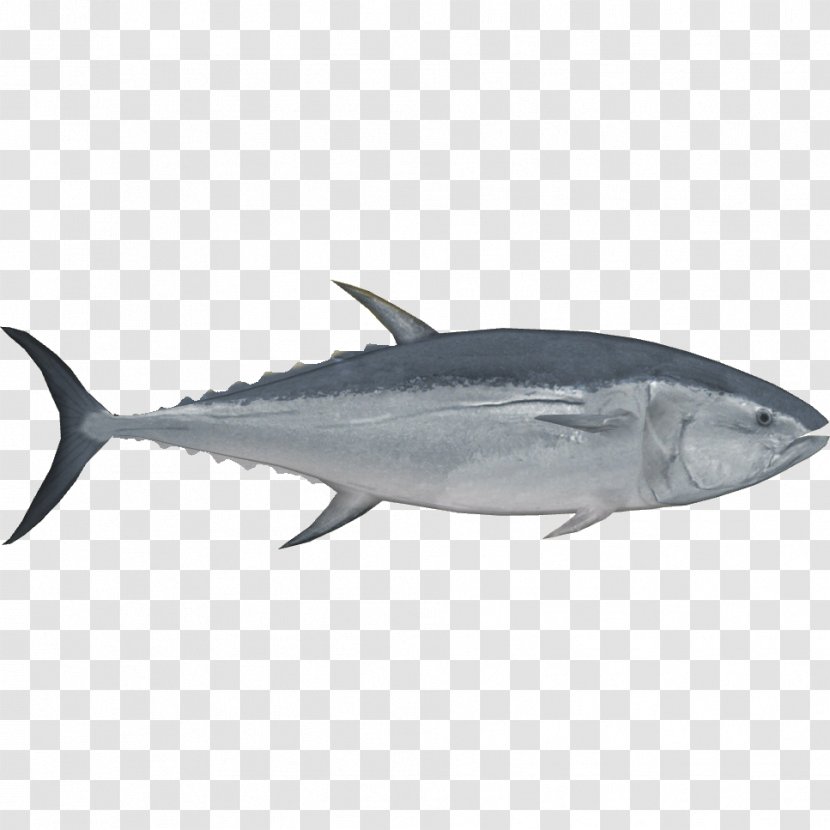 Pacific Bluefin Tuna Southern Albacore Bigeye Fish - Organism Transparent PNG