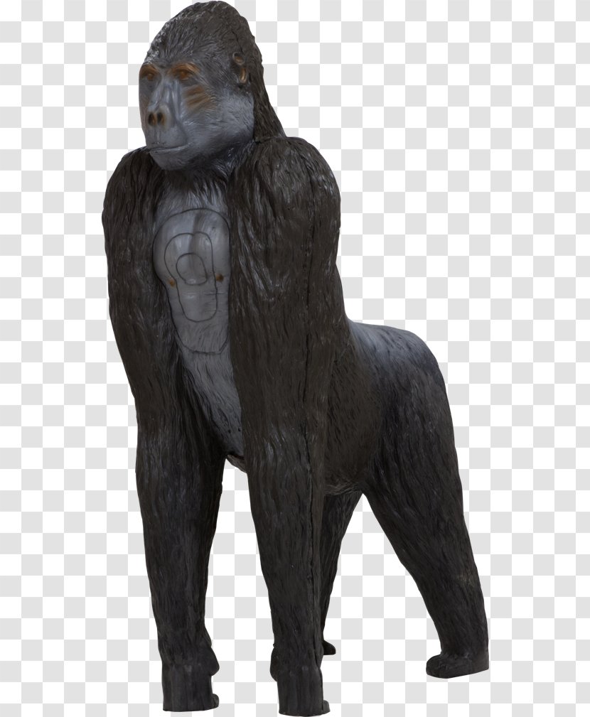 Western Gorilla Terrestrial Animal Archery Leitold GmbH - Primate - Pfeilfangnetz Transparent PNG