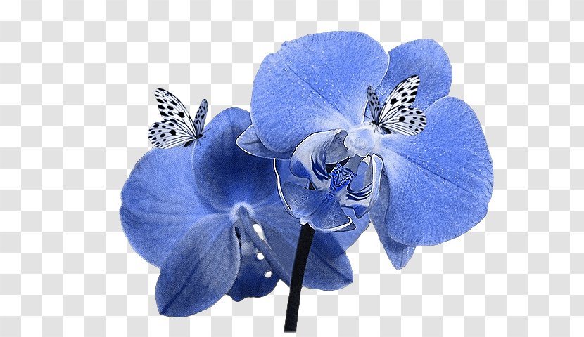 Skyrock .de Blog YouTube - Iris Flower Transparent PNG