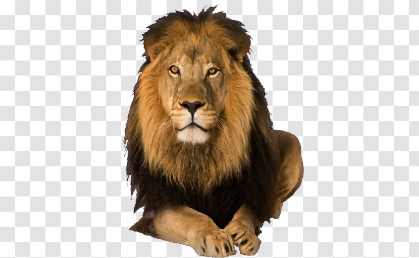 Lion Image Android Leopard - Carnivoran Transparent PNG
