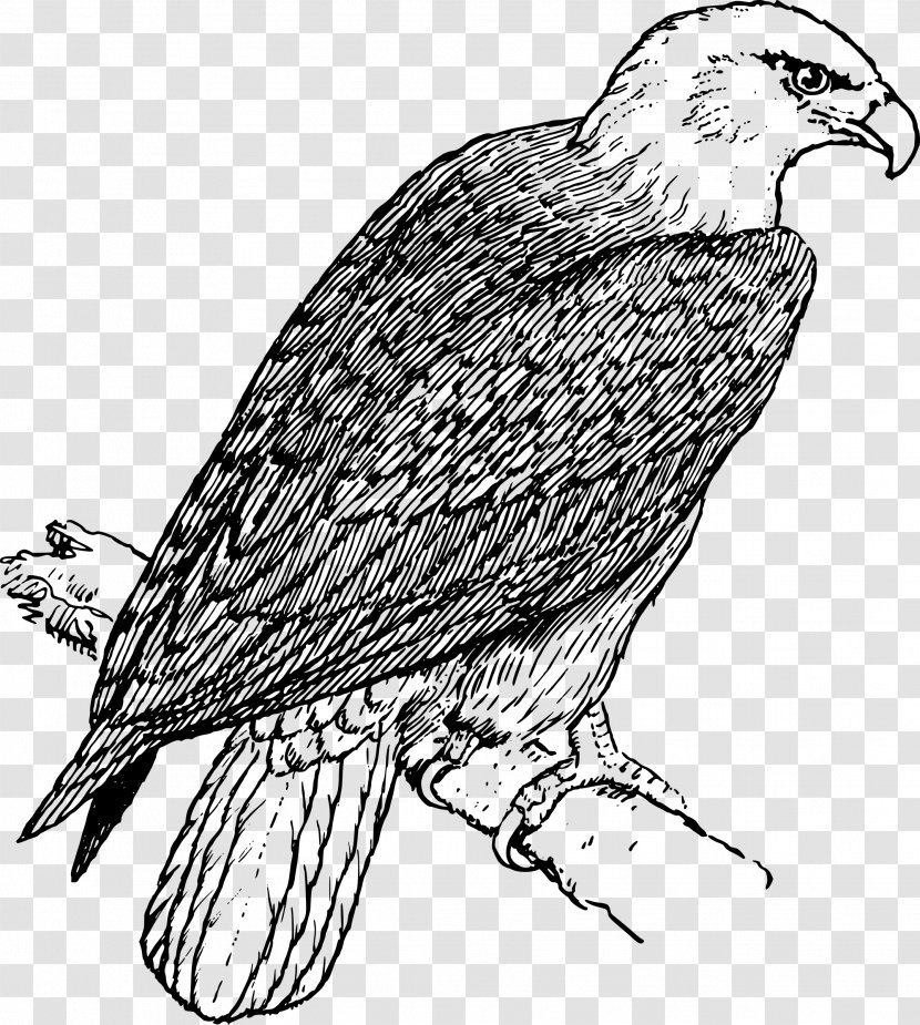 Bald Eagle Coloring Book Adult - Page Transparent PNG