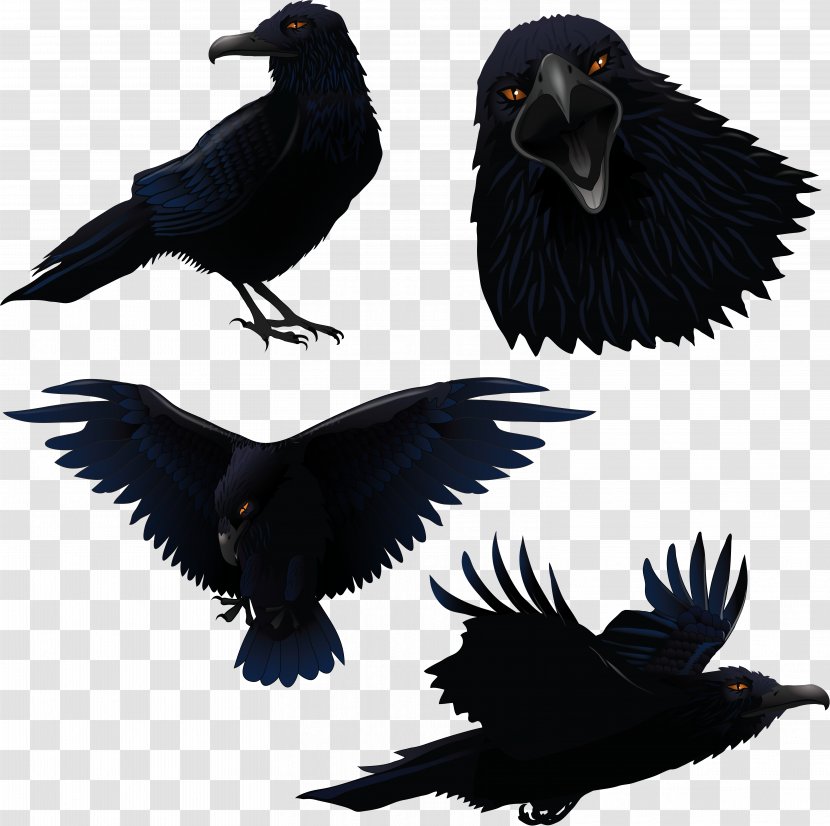 Raven - Wing - Crow Transparent PNG