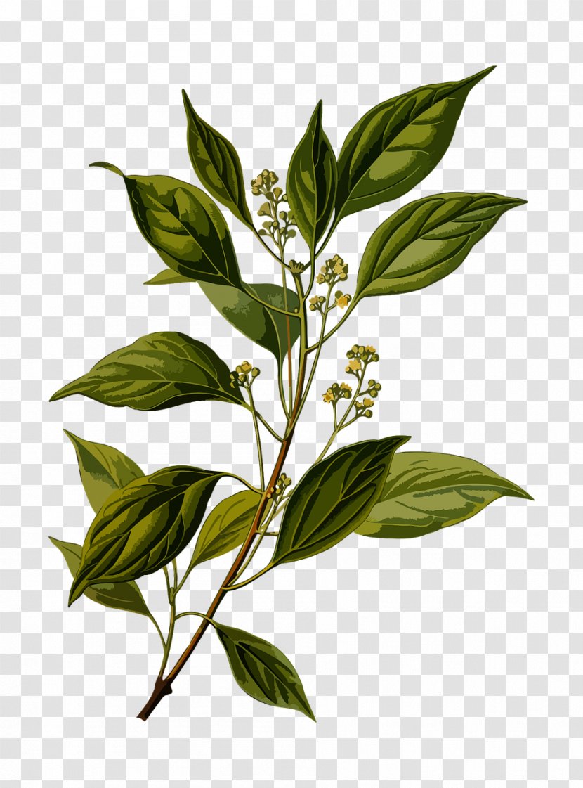 Camphor Tree Chinese Cinnamon Cinnamomum Verum Köhler's Medicinal Plants - Flower Transparent PNG