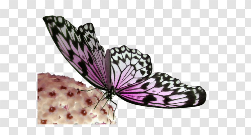 Monarch Butterfly - Arthropod Transparent PNG