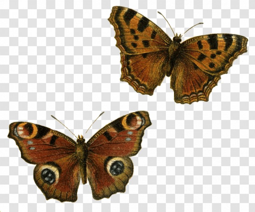 Butterfly Clip Art - Glasswing - Brown Transparent PNG