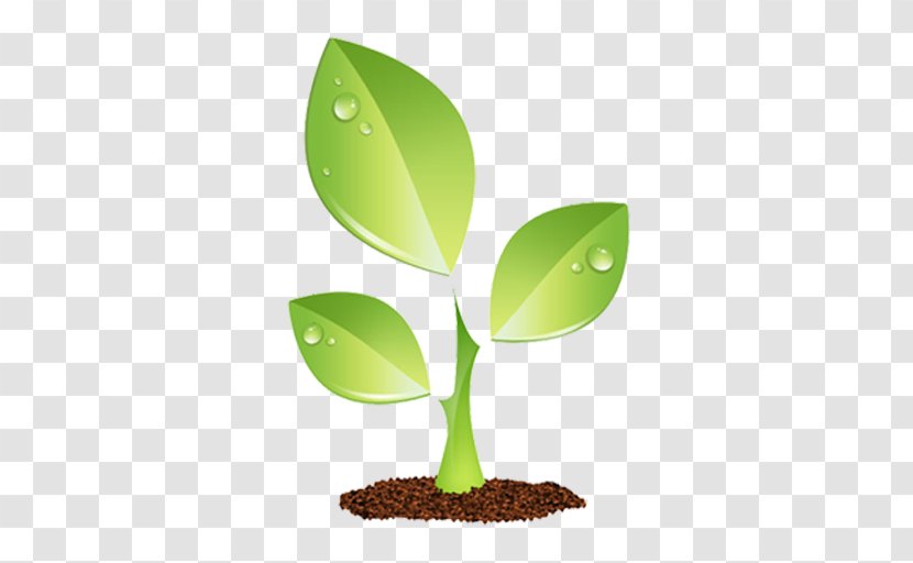 Plants Vector Graphics Leaf Shrub Nursery - Hazel - Environment Lenvironnement Transparent PNG