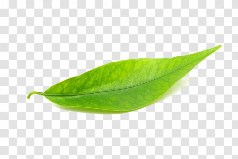 Leaf - Green - Leaves Transparent PNG