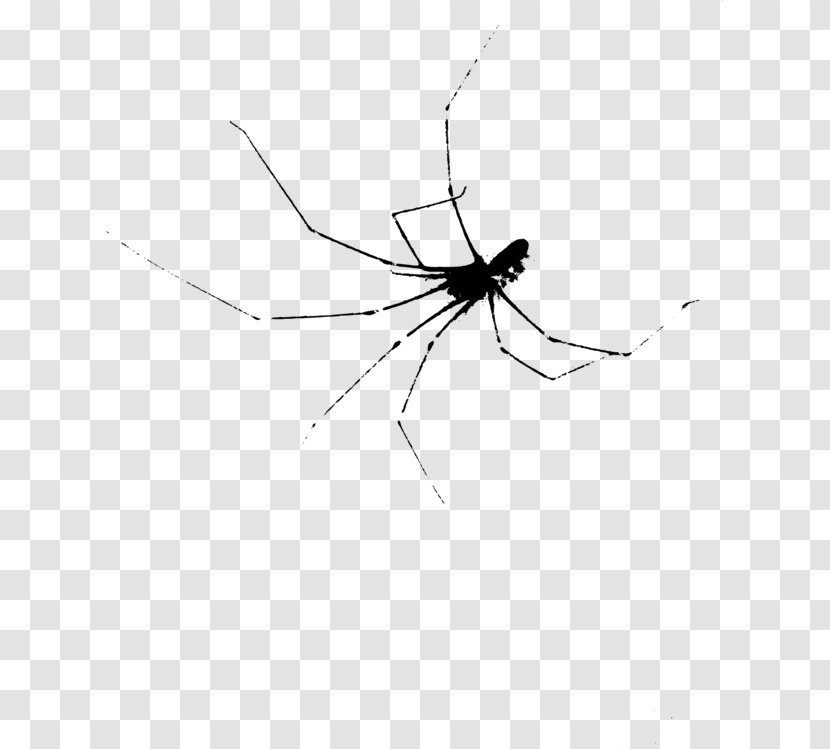 Spiders Cartoon - Monochrome - Harvestmen Transparent PNG