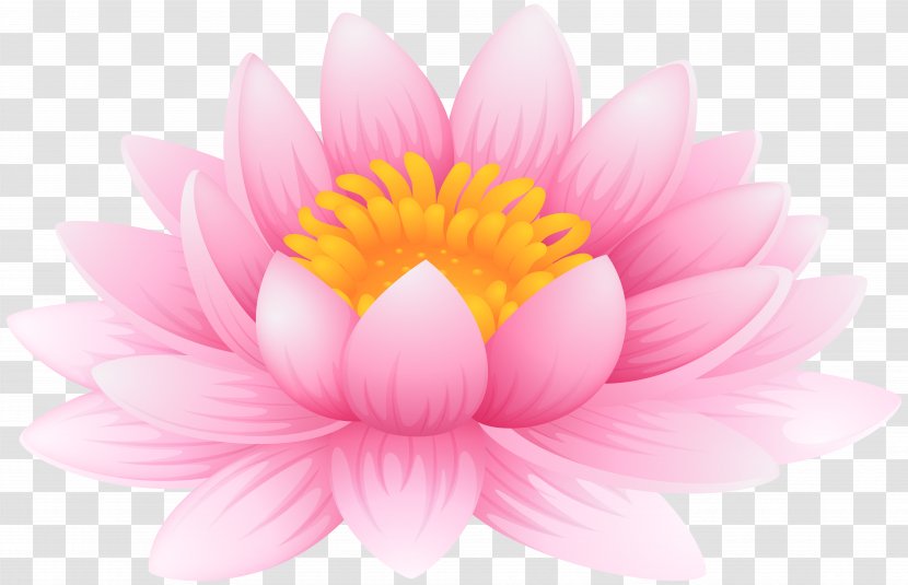 Image File Formats Lossless Compression - Chrysanths - Water Lily Clip Art Transparent PNG
