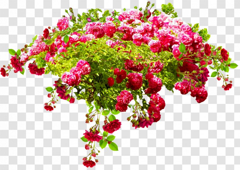 Birthday Flower Bouquet Daytime International Day For Older Persons Holiday - Roses Garden Transparent PNG