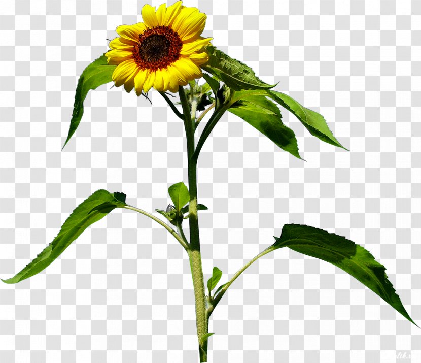 Common Sunflower Yellow - Plant Stem - Flower Transparent PNG