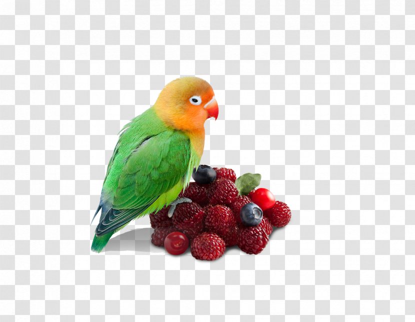 Parrot - Bird - Bayberry Transparent PNG