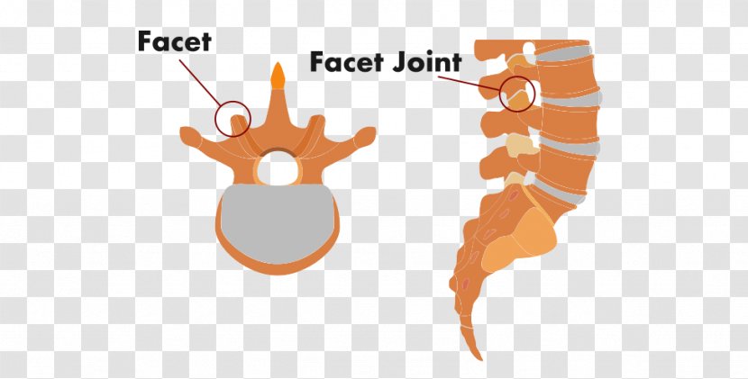 Coccyx Coccydynia Vertebral Column Lumbar Belo Horizonte - Minas Gerais - Low Back Pain Transparent PNG