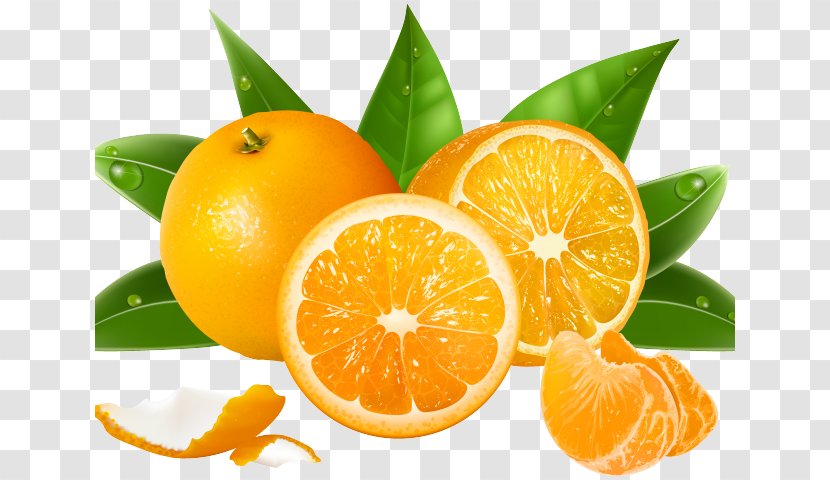 Juice Orange Vector Graphics Clementine - Yuzu - Grapefruits Flag Transparent PNG
