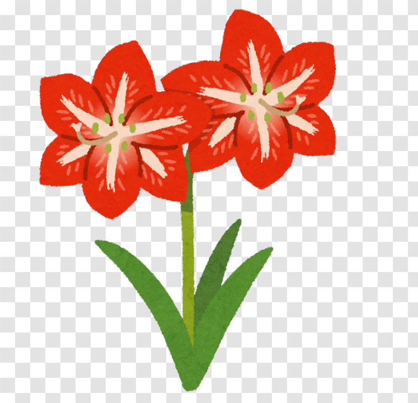 Amaryllis Jersey Lily Japan Cut Flowers Bulb Transparent PNG