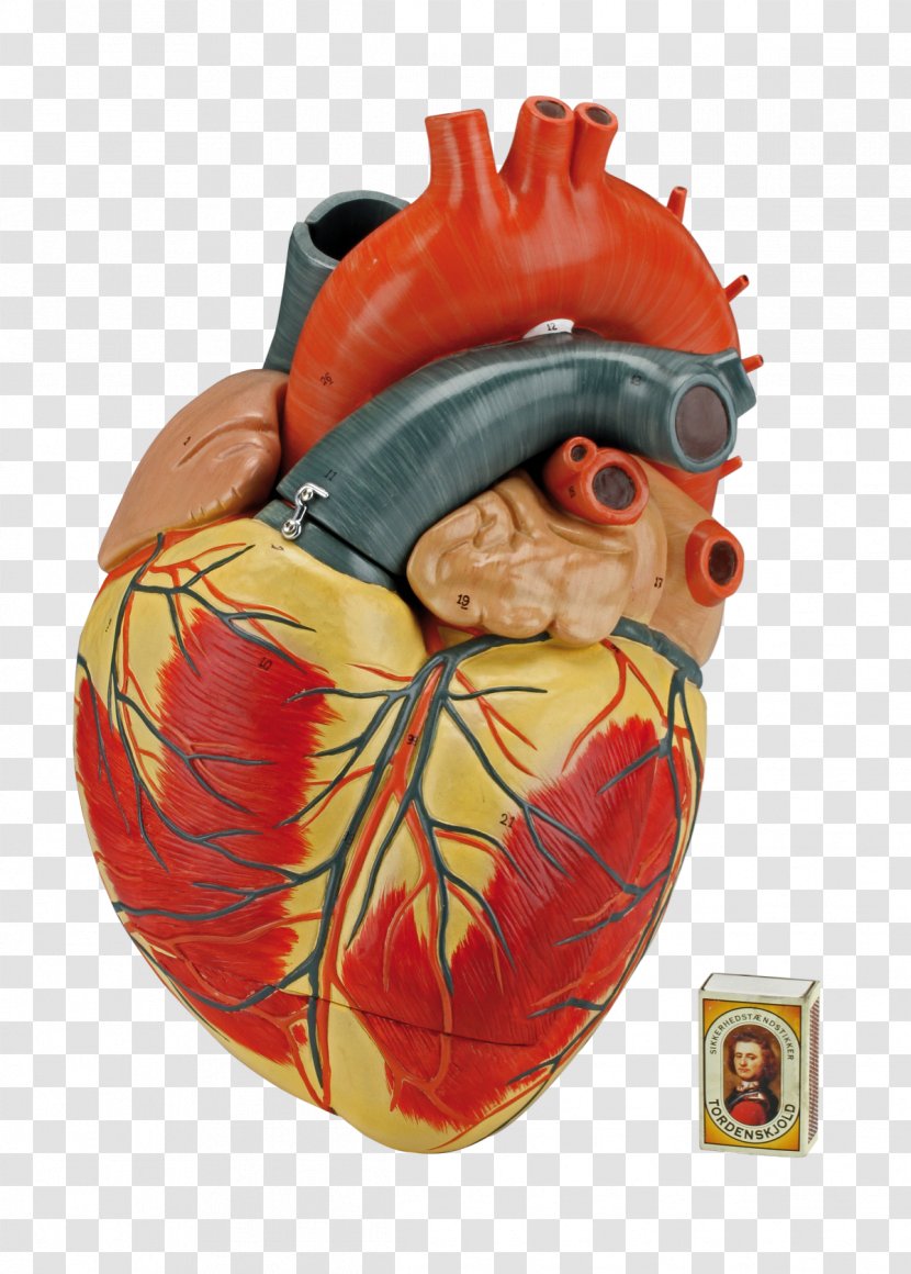 Heart Anatomy Biology Torso Dissection - Watercolor - Wide Transparent PNG