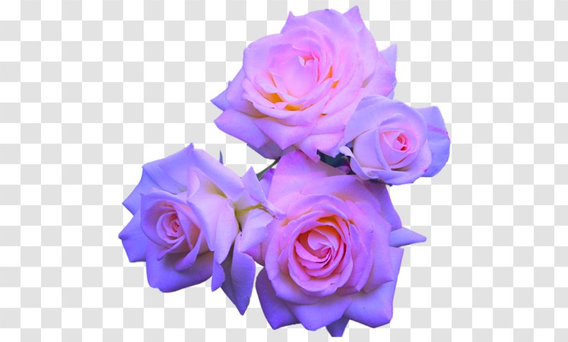 Rose Flower Purple Pink - Blue - Pastel Flowers Transparent PNG