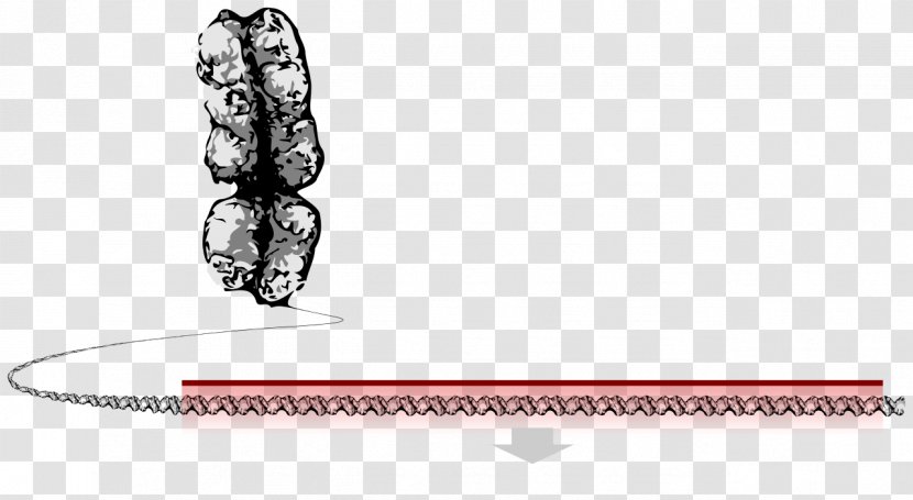 The Gene: An Intimate History Chromosome DNA Gene Gun - Wiki - Genetic Code Transparent PNG