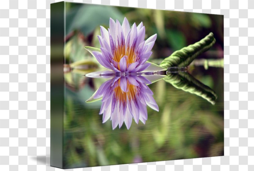 Garden Lilies Flower Water Lilium Plant - Printmaking Transparent PNG