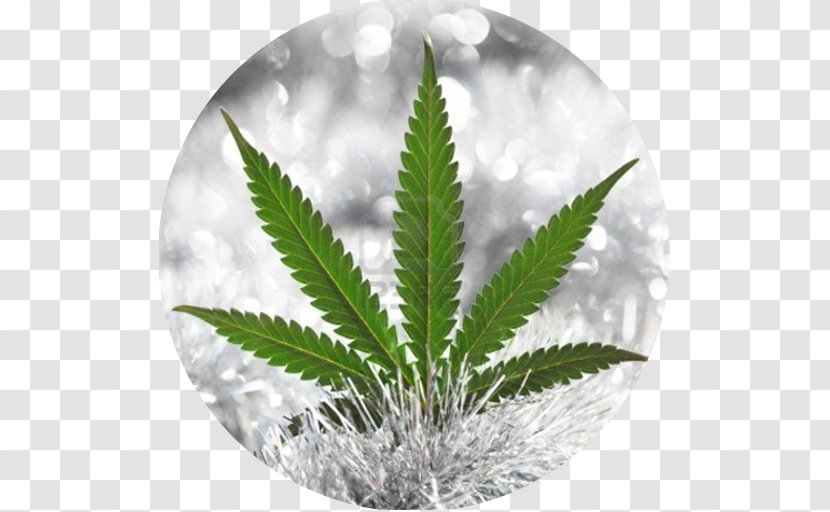 Cannabis Hemp Hash Oil Bong - Haze Transparent PNG