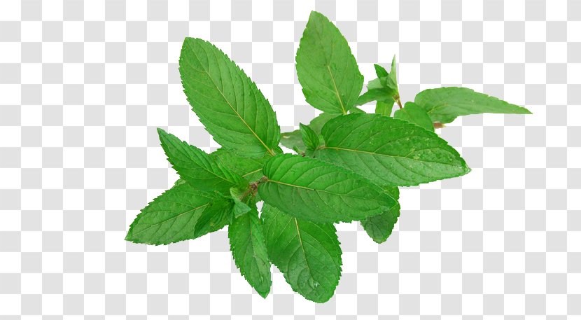 Mentha Spicata Human Skin Face Irritation - Herbalism - Mint Free Download Transparent PNG