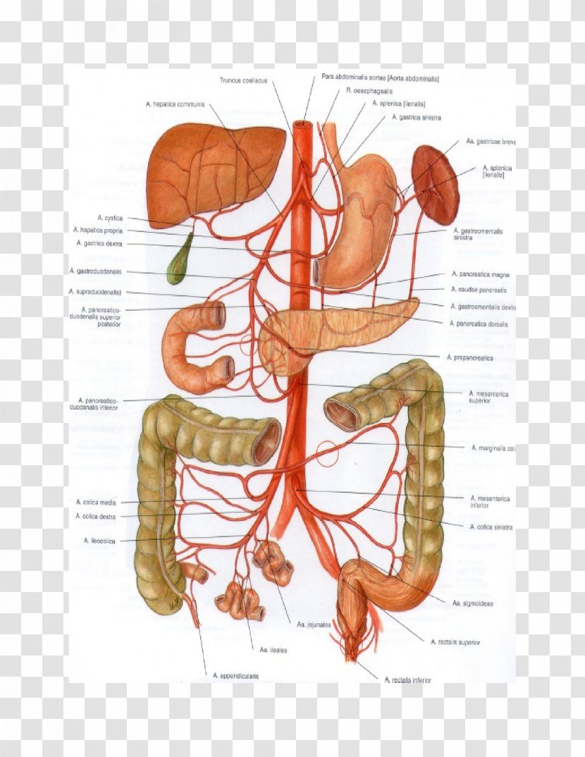 Abdominal Aorta Superior Mesenteric Artery Mesentery Inferior - Flower Transparent PNG