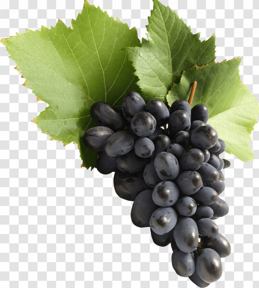 Common Grape Vine Juice Must - Grapevines - Image Download Picture Transparent PNG