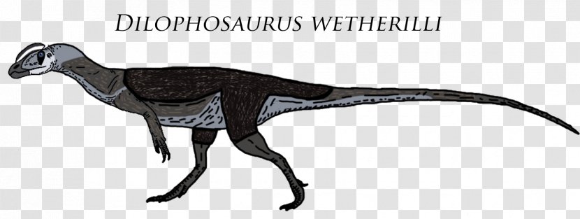 Dilophosaurus Sinemurian Velociraptor Theropods Chilesaurus - Dimorphodon - Youtube Transparent PNG