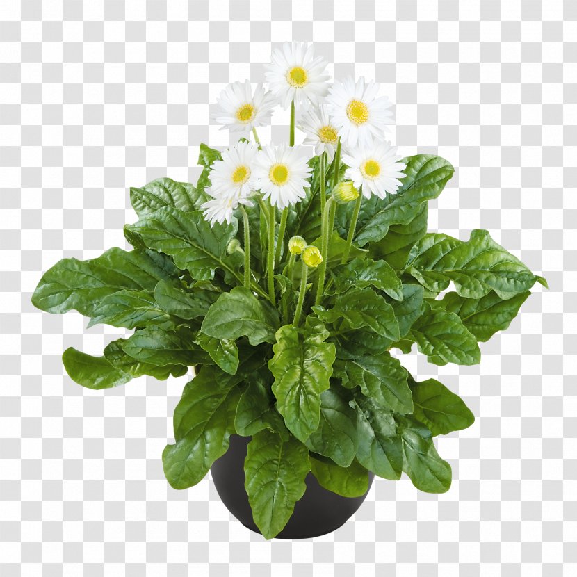 Chrysanthemum Transvaal Daisy Hardiness Bylina Garden - Annual Plant Transparent PNG