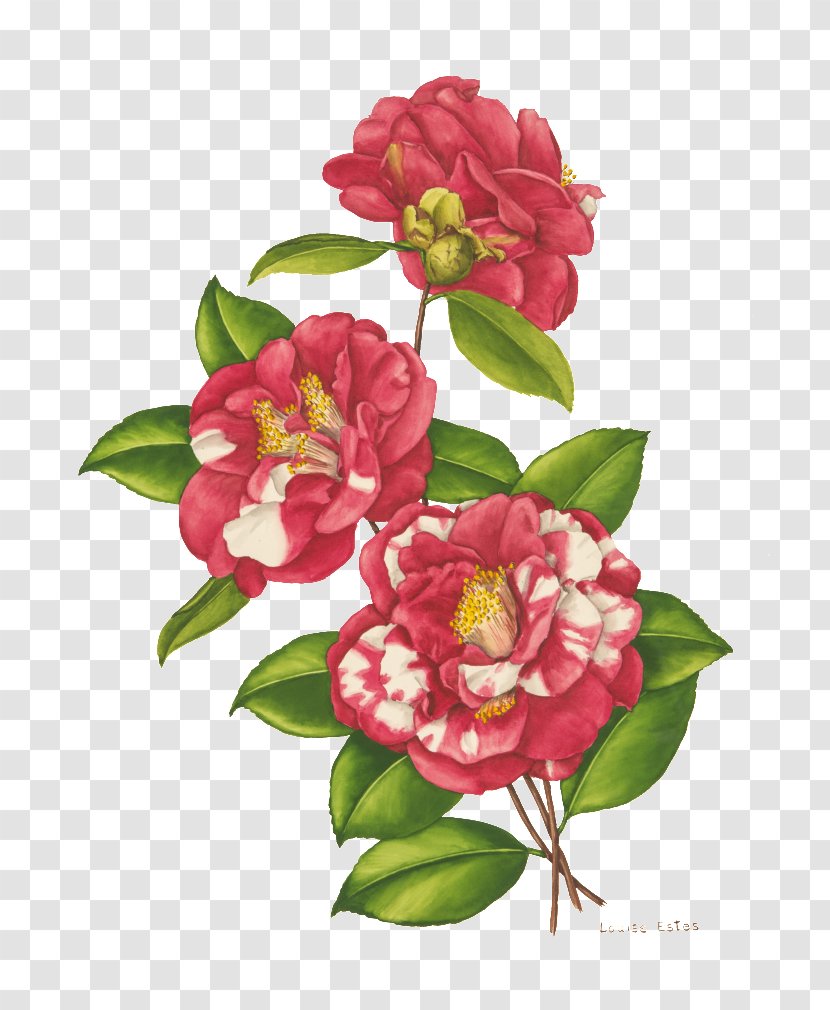 Japanese Camellia Floral Design Cut Flowers Flower Designs Bellingrath Gardens And Home - Garden Roses Transparent PNG