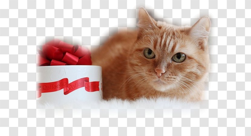 Whiskers Kitten Domestic Short-haired Cat Desktop Wallpaper Transparent PNG