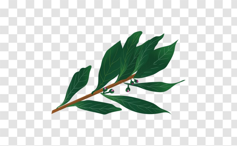 Herb Bay Leaf - Vexel Transparent PNG