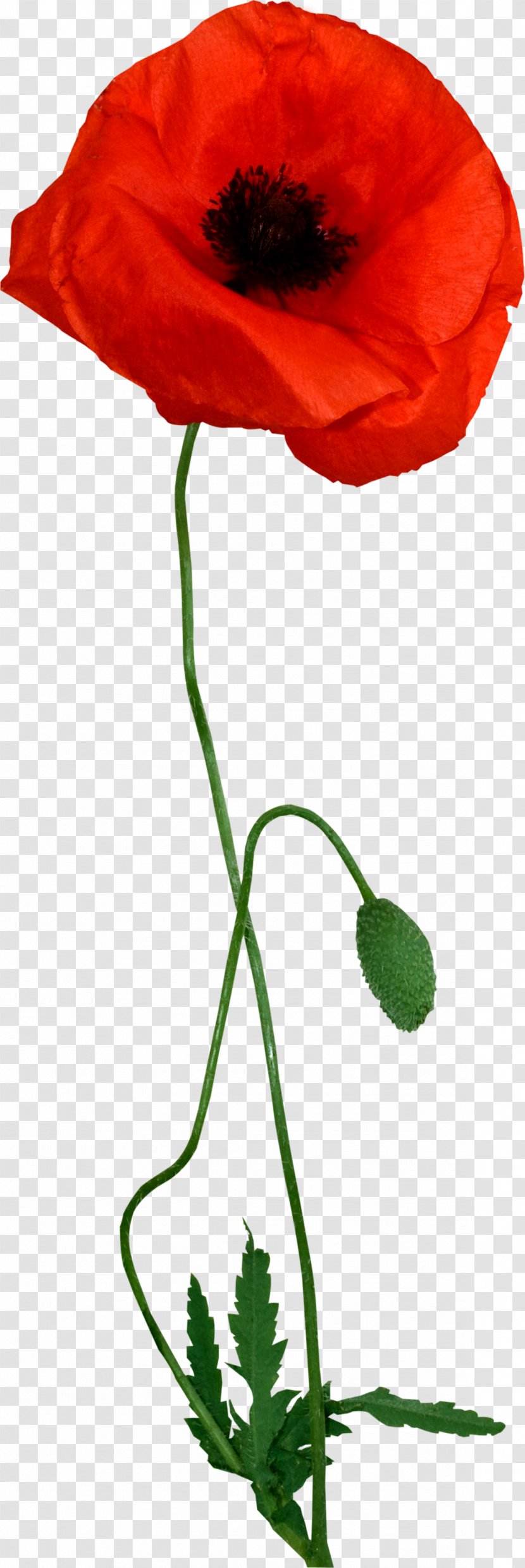 Poppy Flower Clip Art - Seed Plant - Gazania Transparent PNG