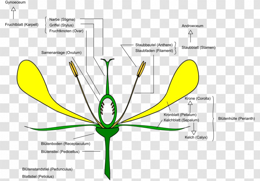 Flower Anatomy Diagram Clip Art - Ovary - Daisy Transparent PNG