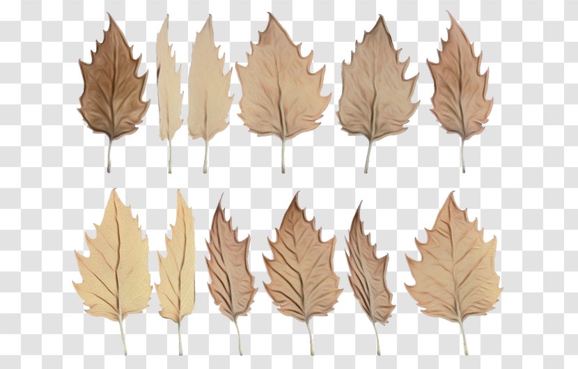 Birch Tree - Autumn - Feather Swamp Transparent PNG