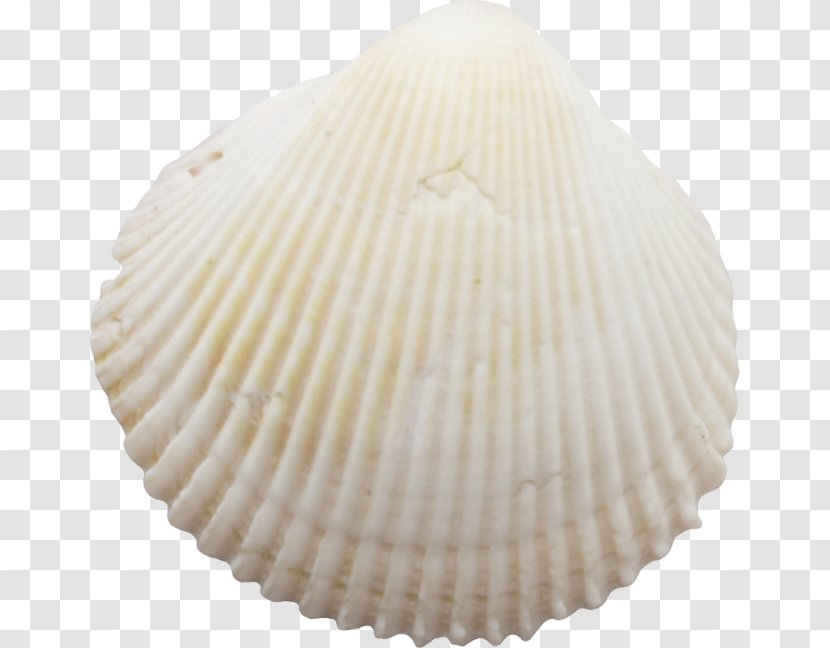 Cockle Seashell Molluscs Conchology - Clams Oysters Mussels And Scallops Transparent PNG