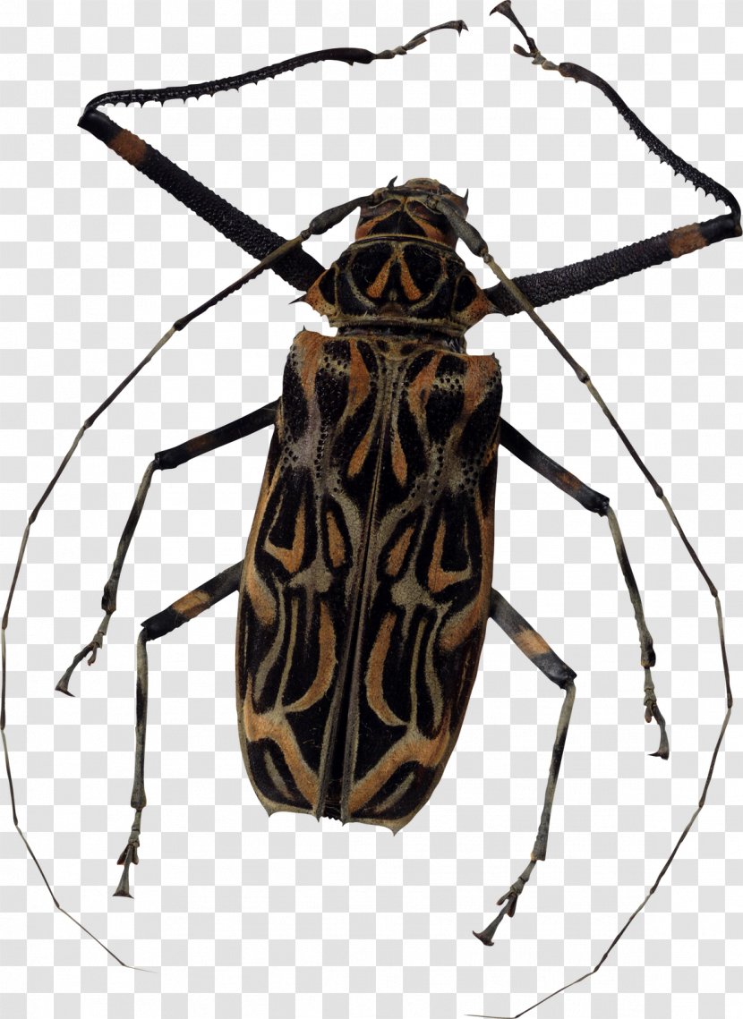 Clip Art - Longhorn Beetle - Six Insects Transparent PNG