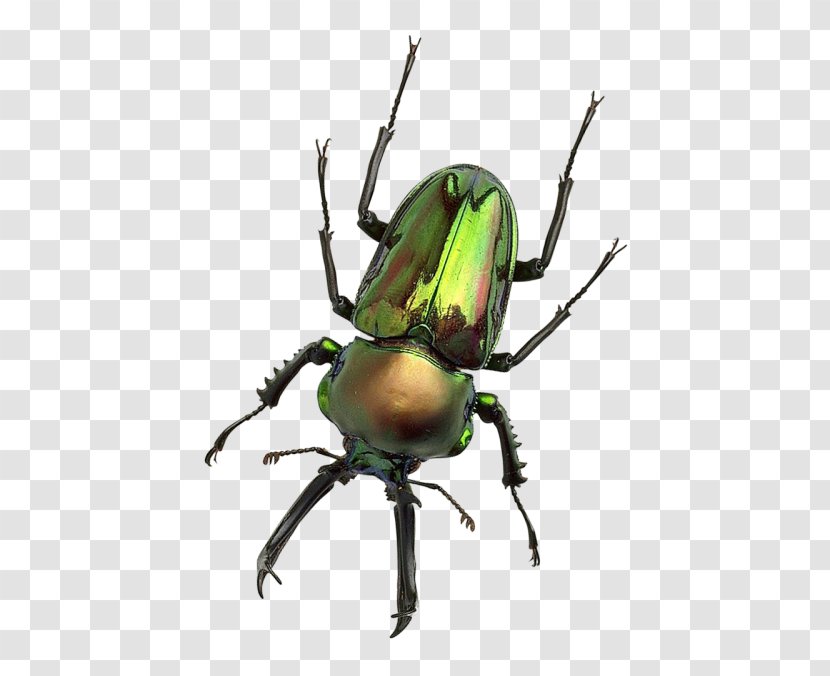 Japanese Rhinoceros Beetle - Copying Transparent PNG