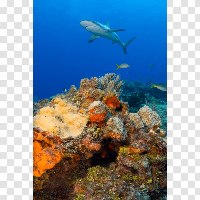 Coral Reef Fish Caribbean Shark - Lemon Transparent PNG