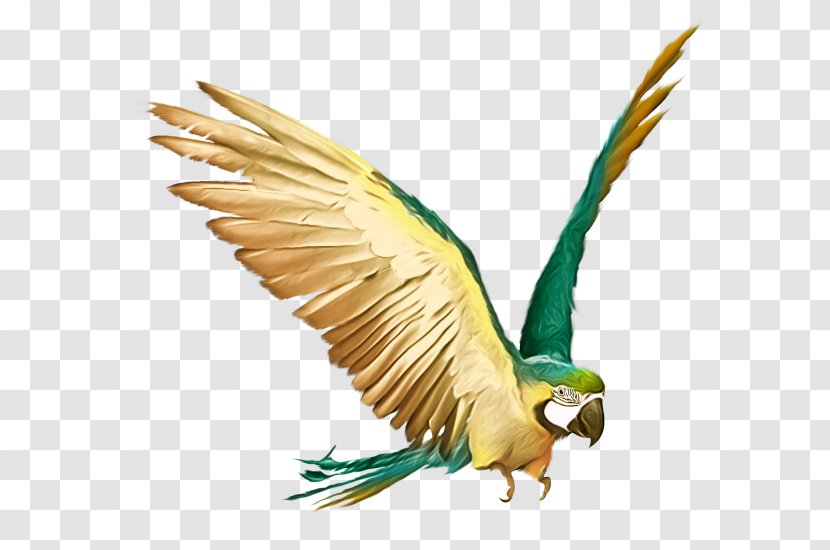Parrot Budgerigar Bird Stock Photography Macaw - Eagle - Flying Transparent PNG