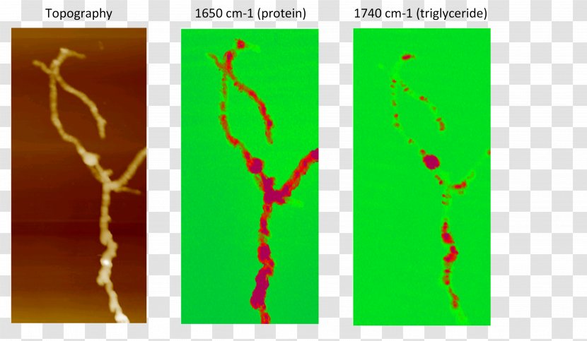 Atomic Force Microscopy AFM-IR Infrared Spectroscopy Scanning Probe - Afmir - Bacteria Transparent PNG