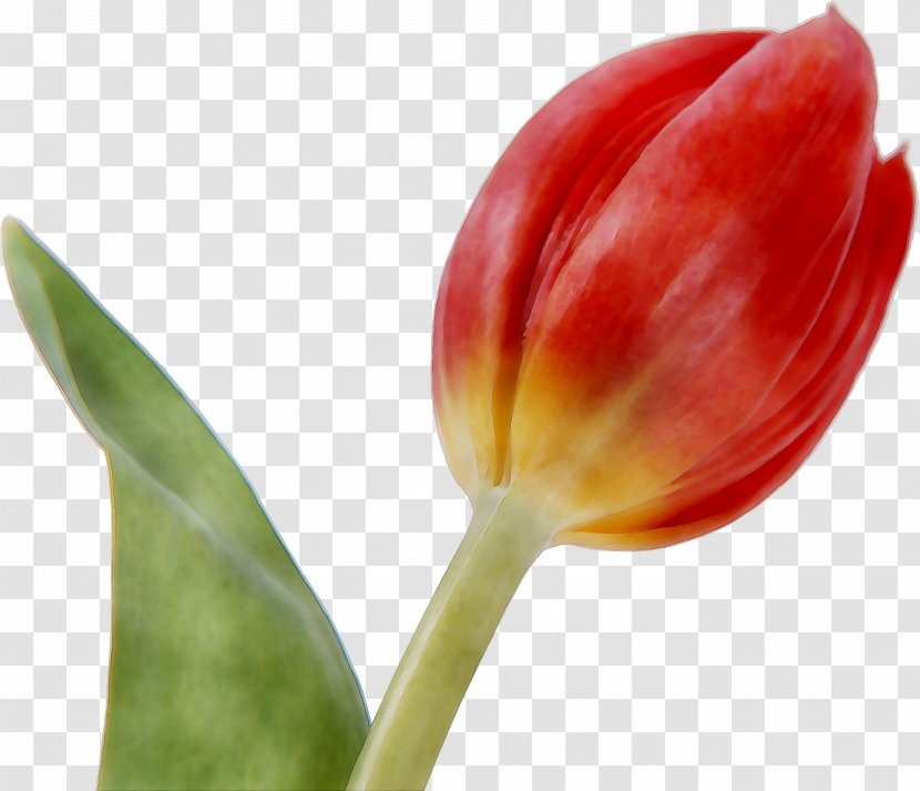 Tulip Plant Stem Plants - Lily Family - Botany Transparent PNG