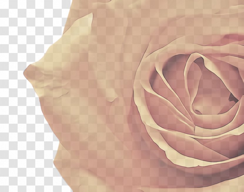 Garden Roses - Plant - Rose Order Transparent PNG